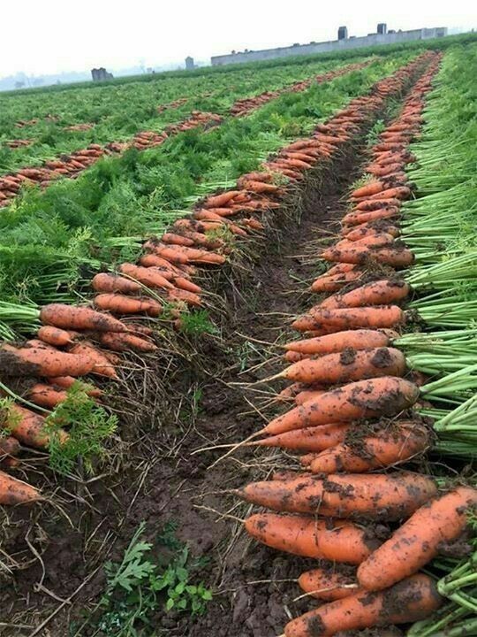 Organic Carrots